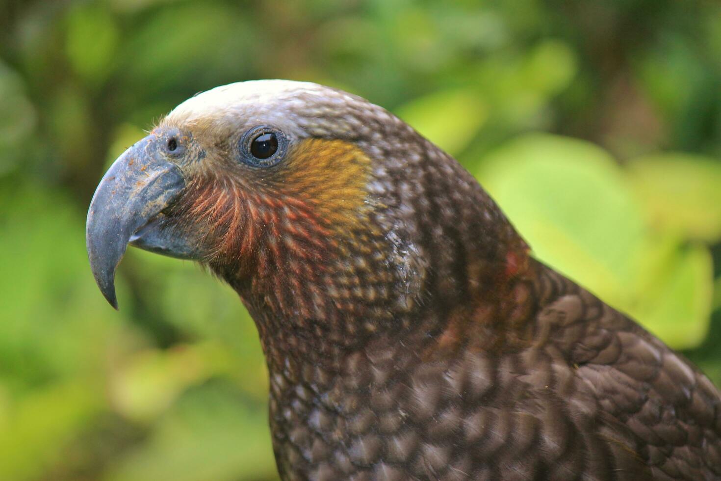 Norden Insel kaka Papagei foto