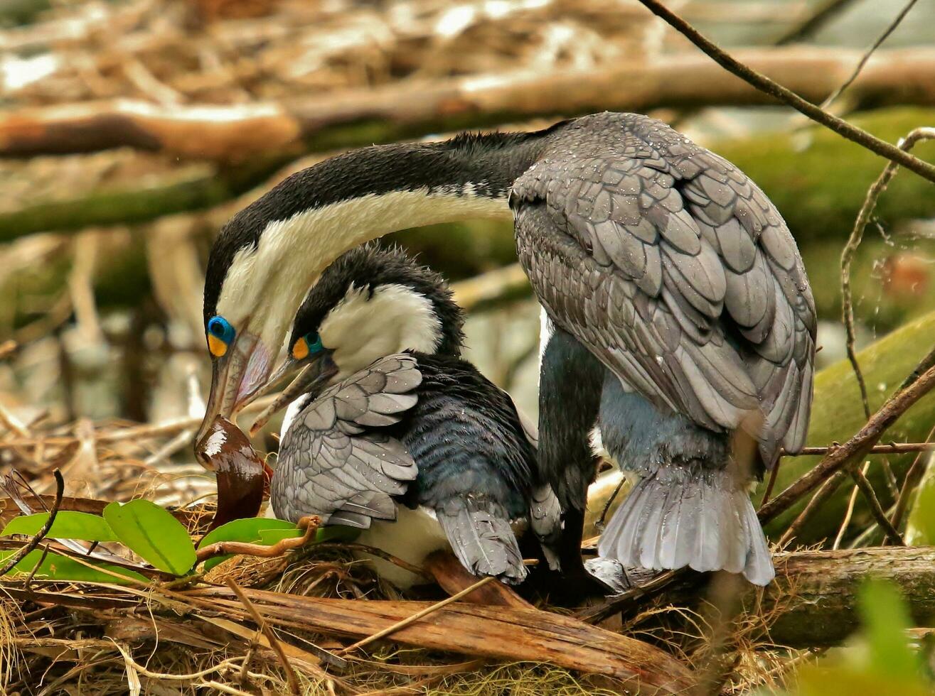 gescheckt Shag im Neu Neuseeland foto