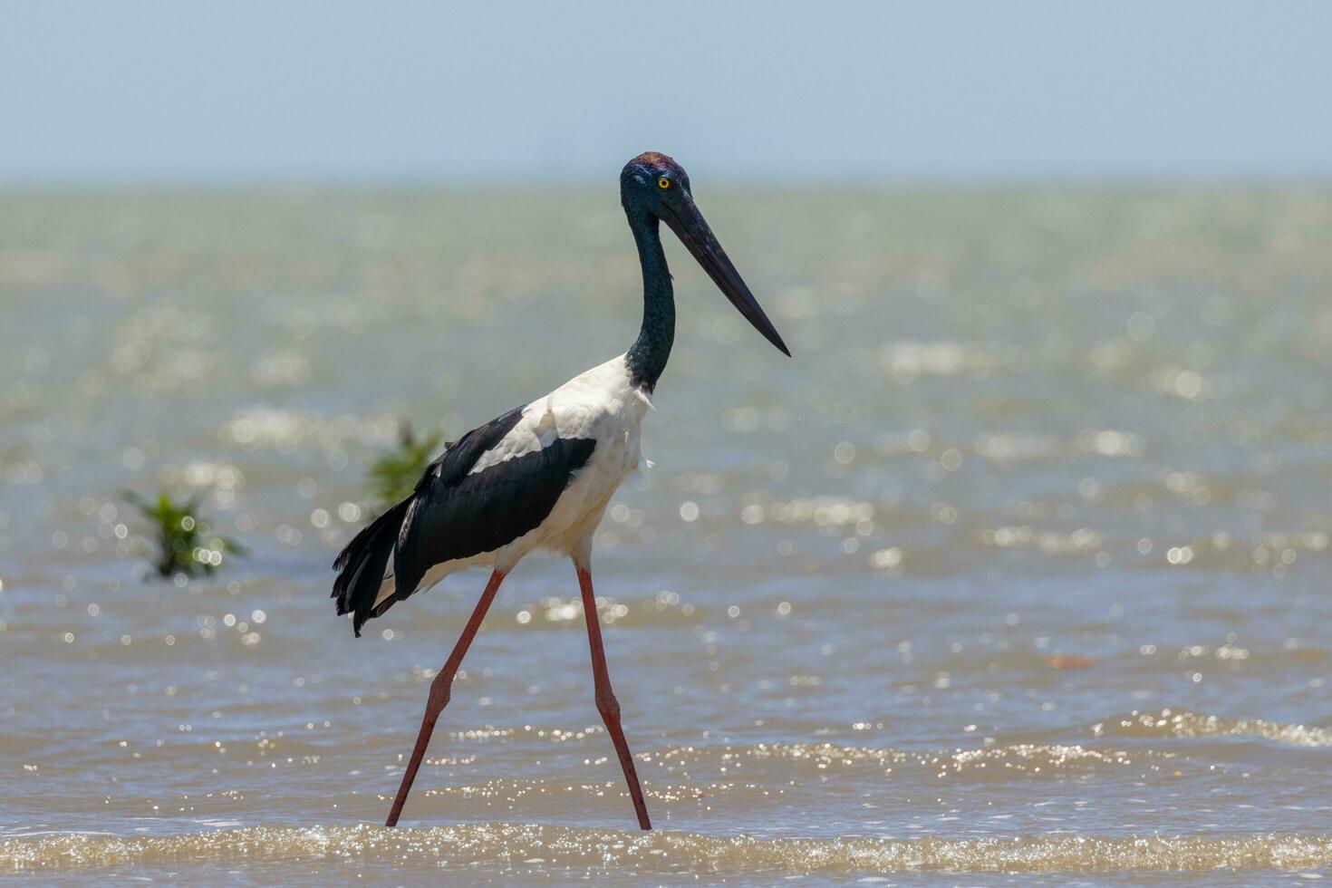 jabiru schwarzhalsig Storch foto