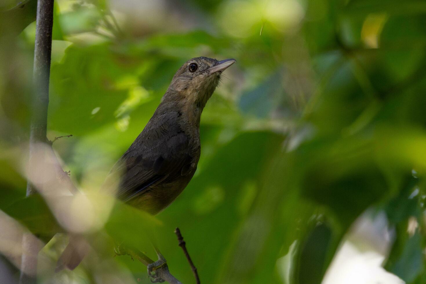 rufous Würgerdrossel im Australien foto