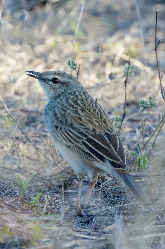 rufous Liedlerche im Australien foto