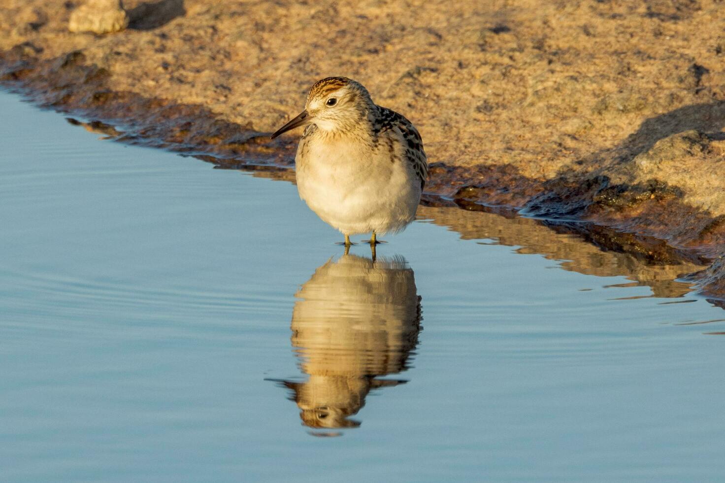 scharfschwanzig Strandläufer im Australien foto