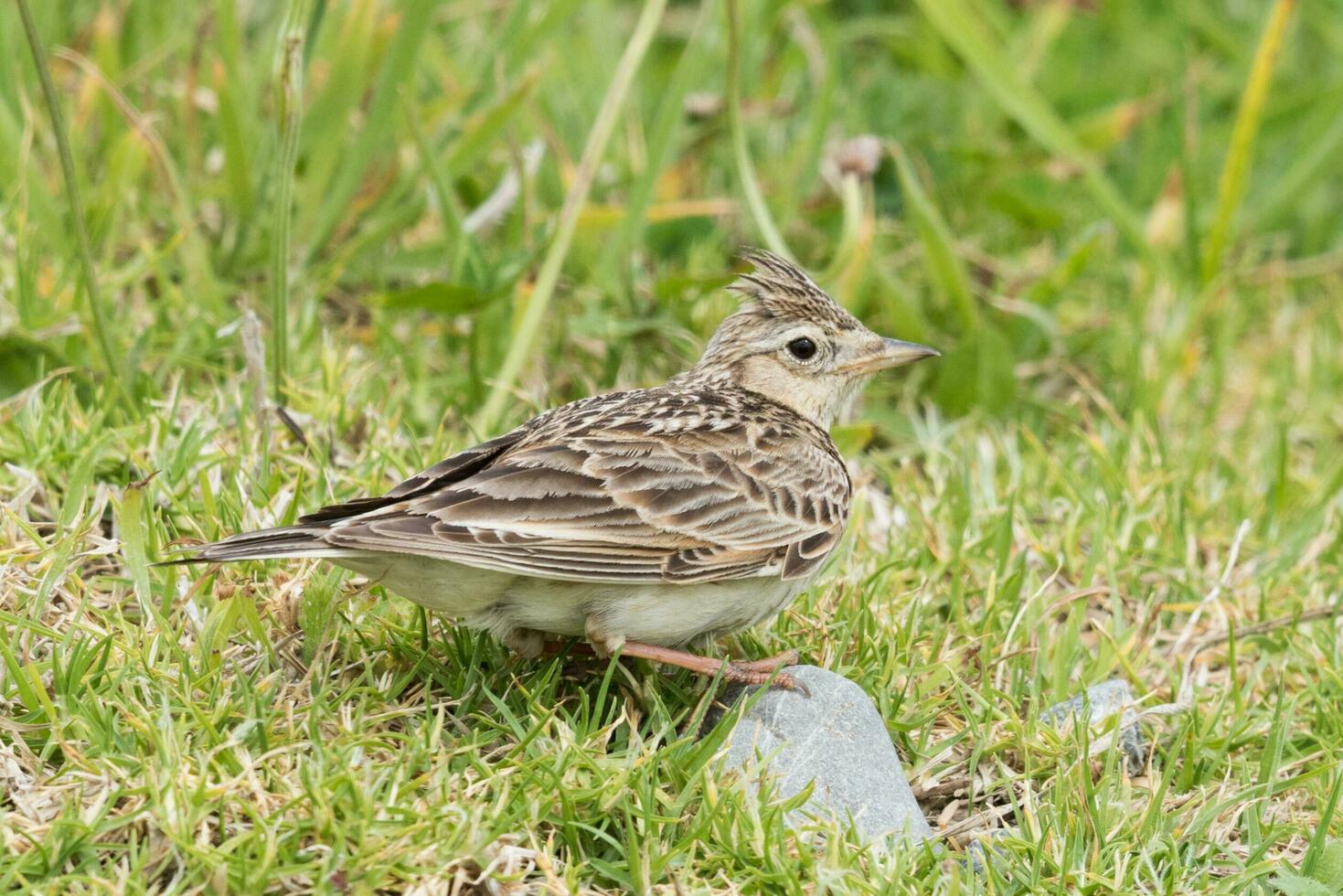 eurasisch Feldlerche Vogel foto