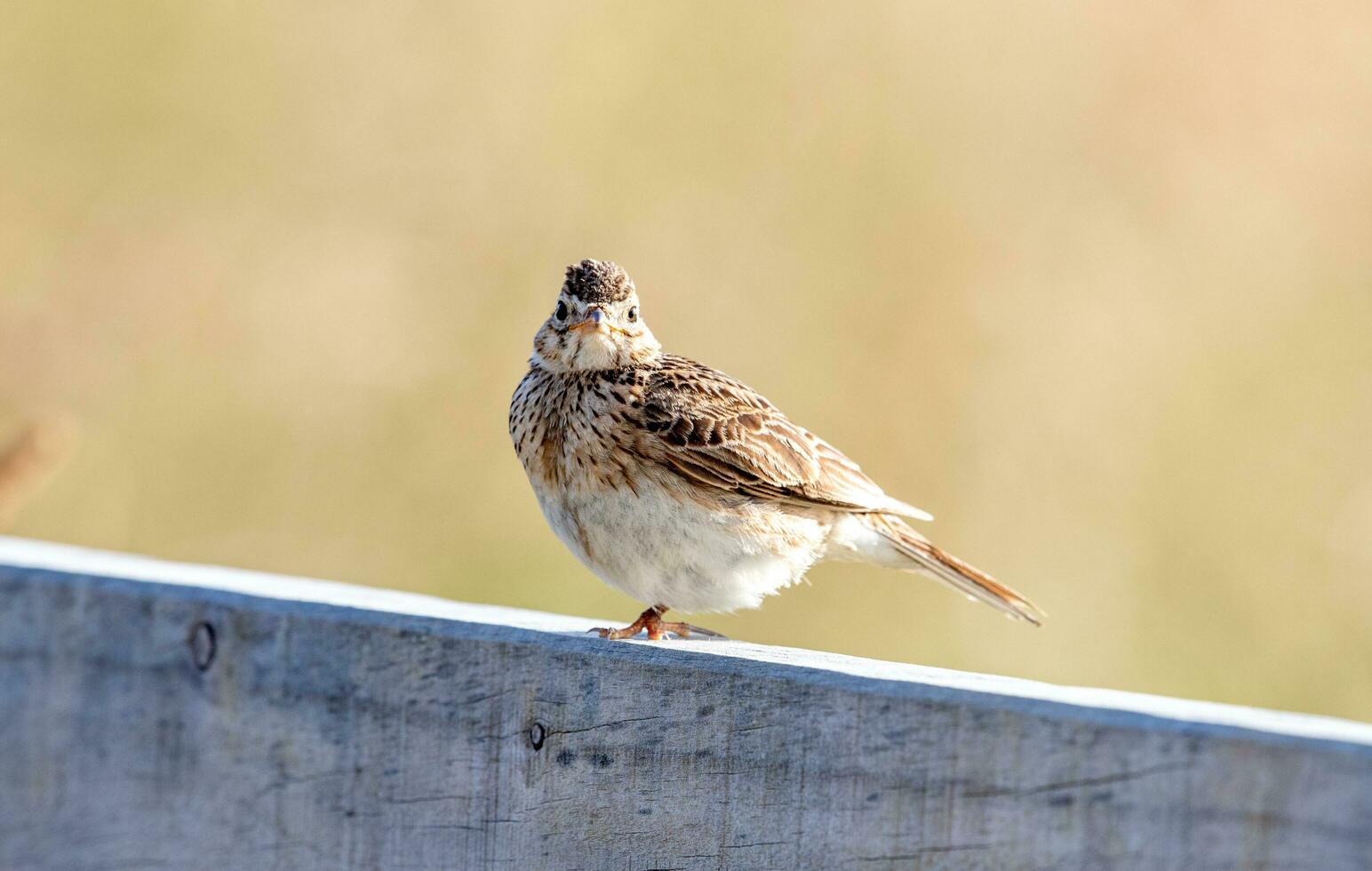 eurasisch Feldlerche Vogel foto