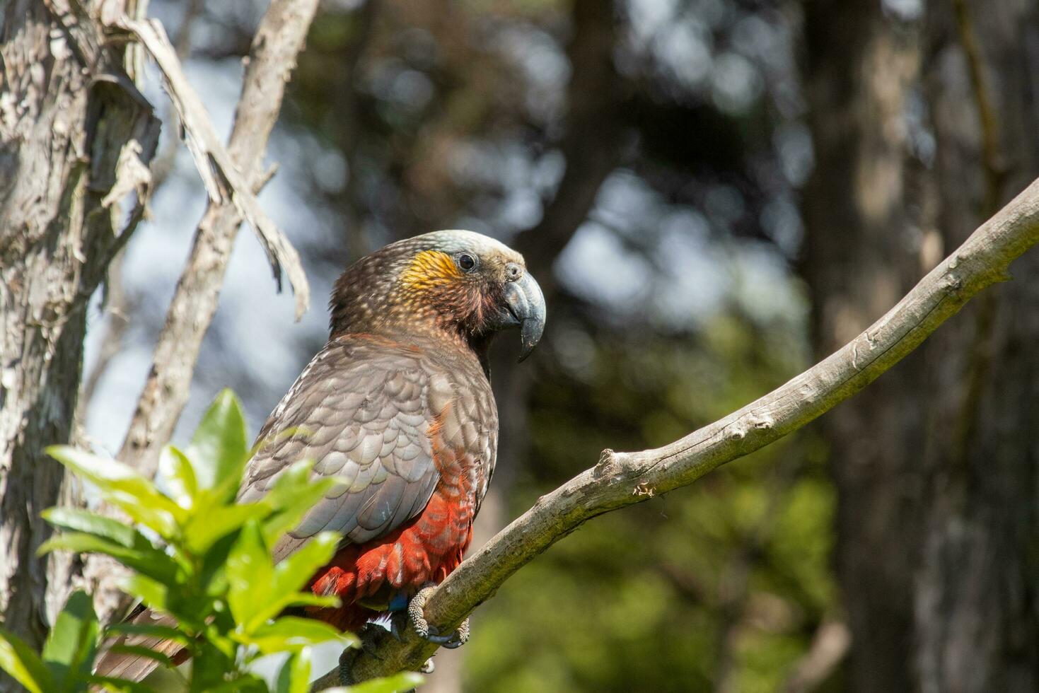 Süd Insel kaka Papagei foto