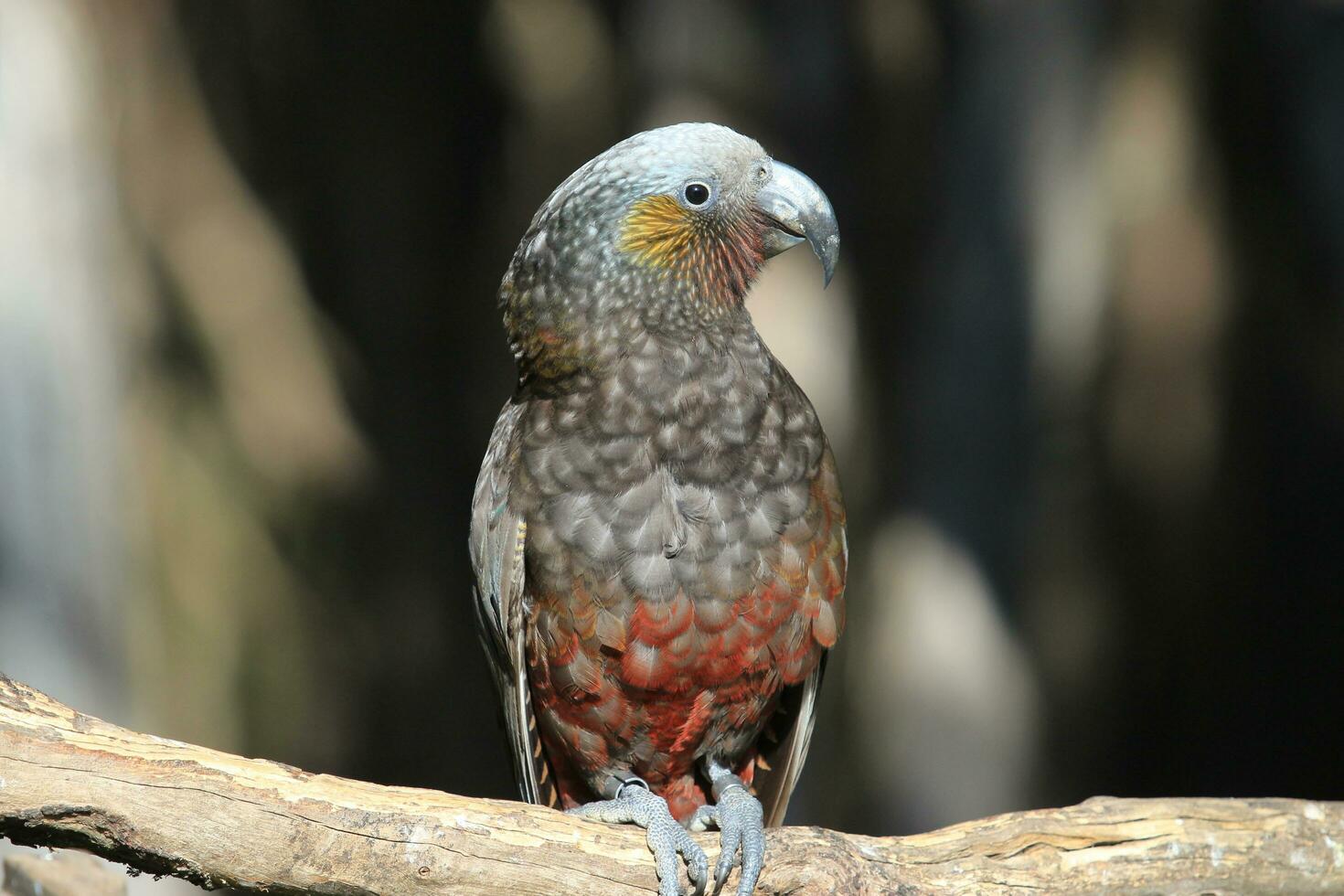 Süd Insel kaka Papagei foto