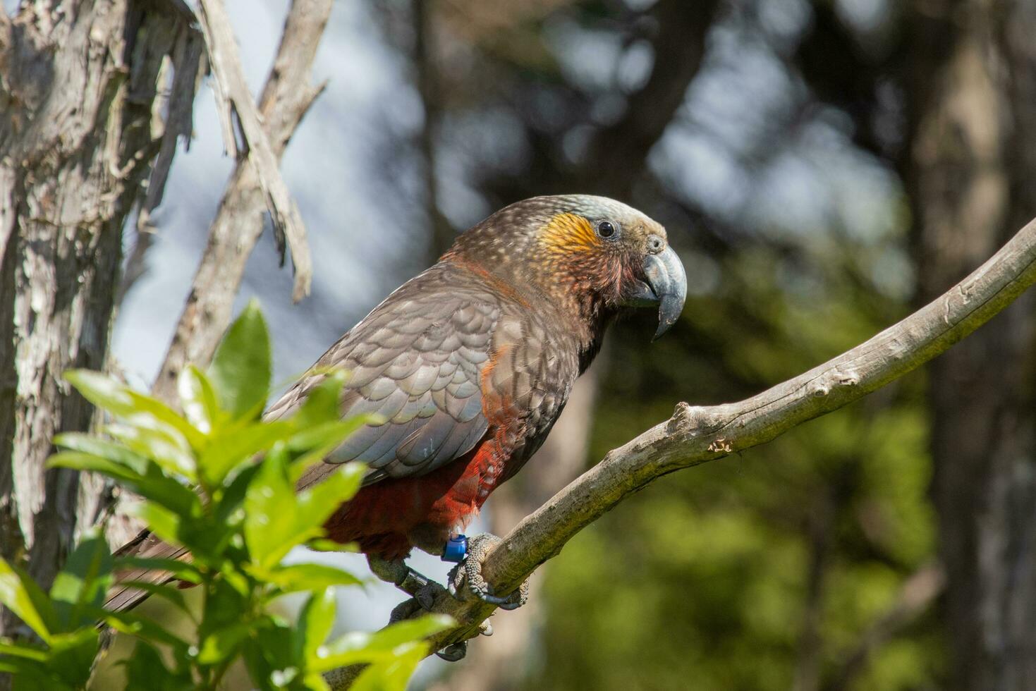 Süd Insel kaka Papagei foto