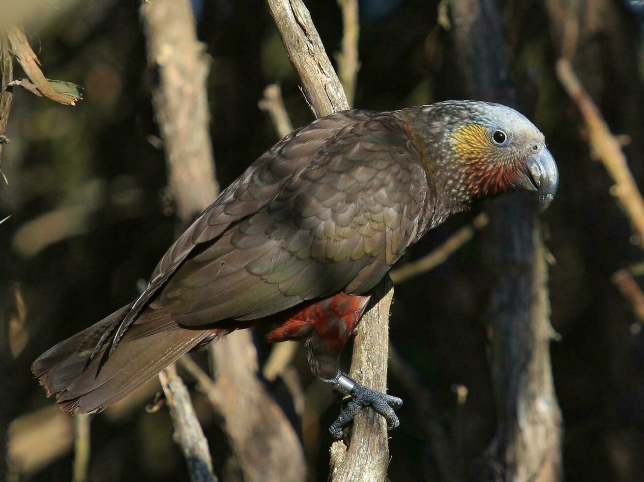 Süd Insel kaka Papagei foto