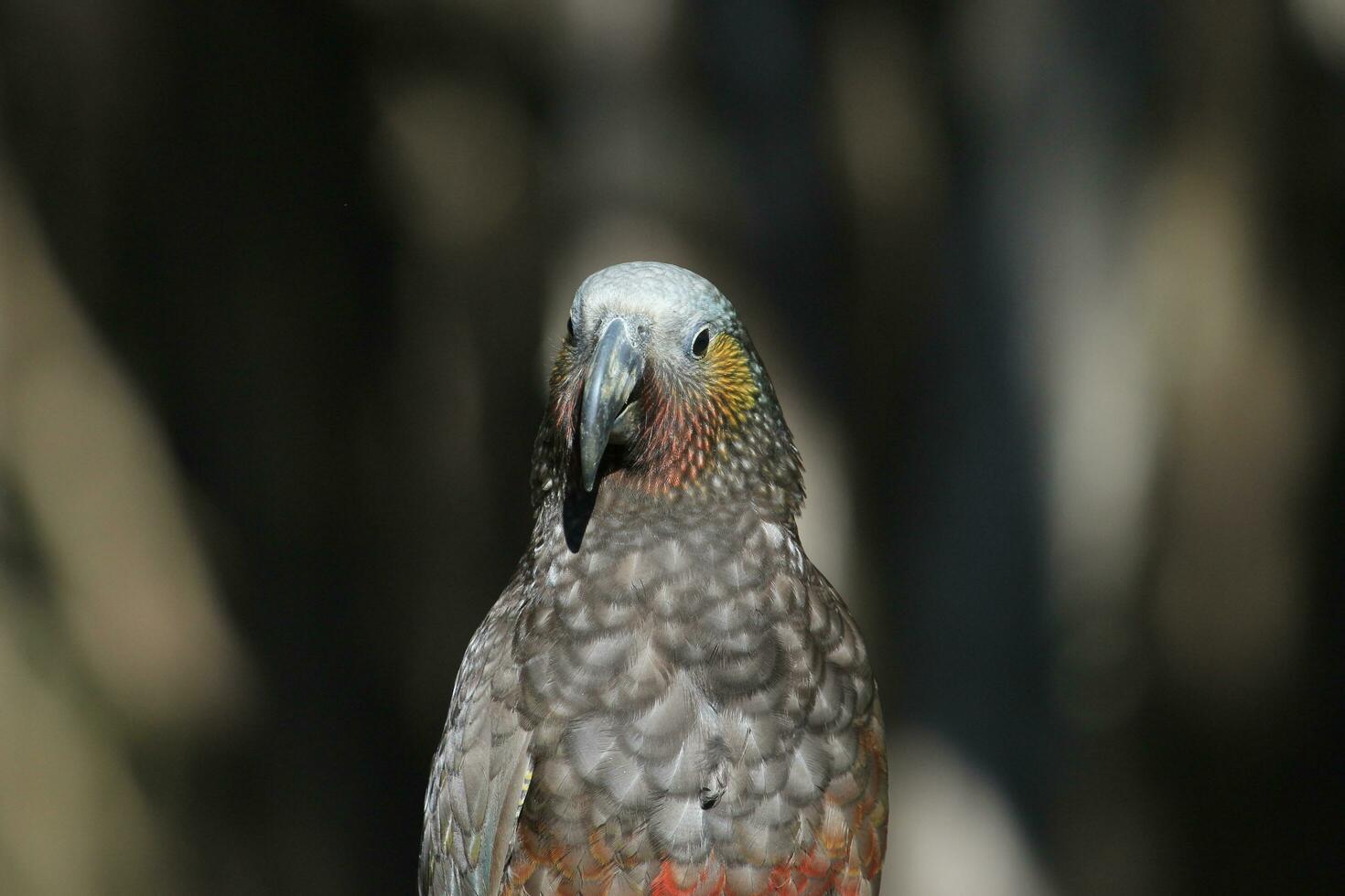 Süd Insel kaka Papagei foto