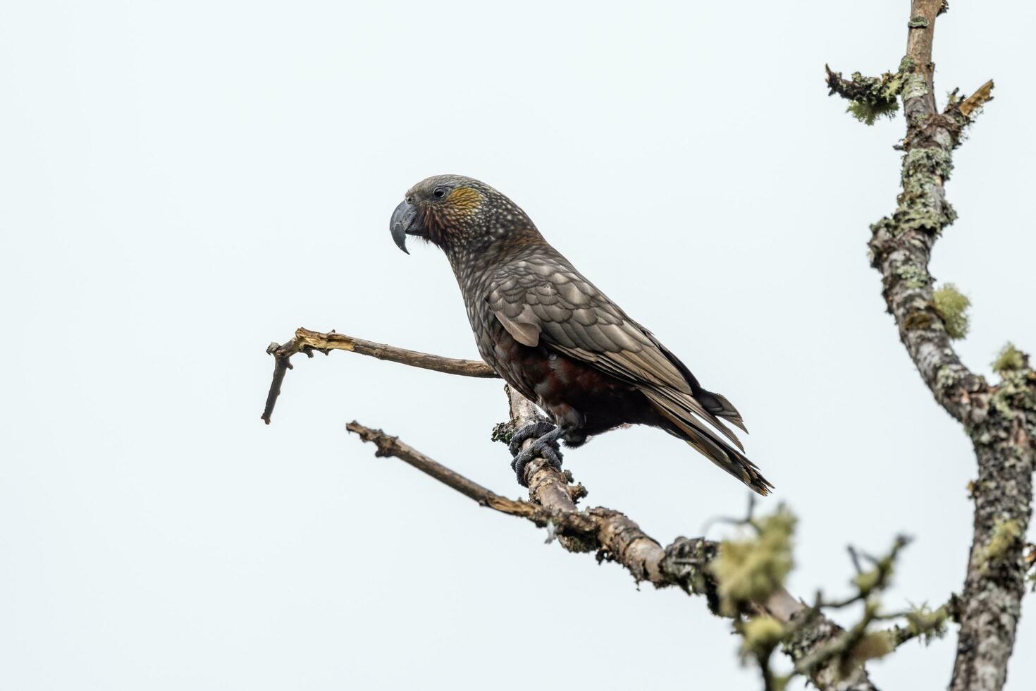 Süd Insel kaka Papagei foto