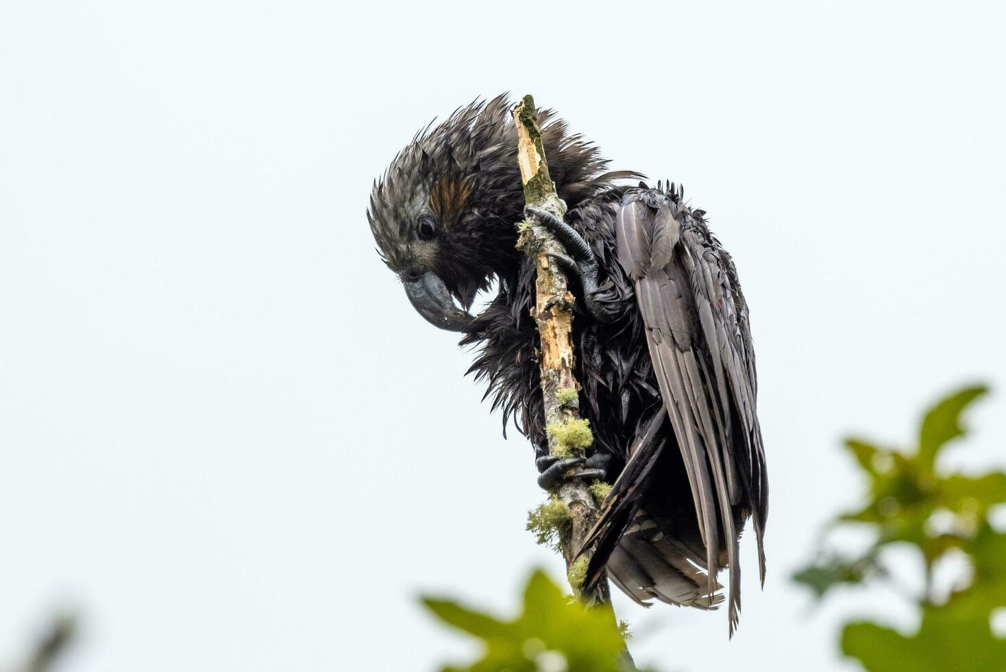 Süd Insel kaka Papagei foto