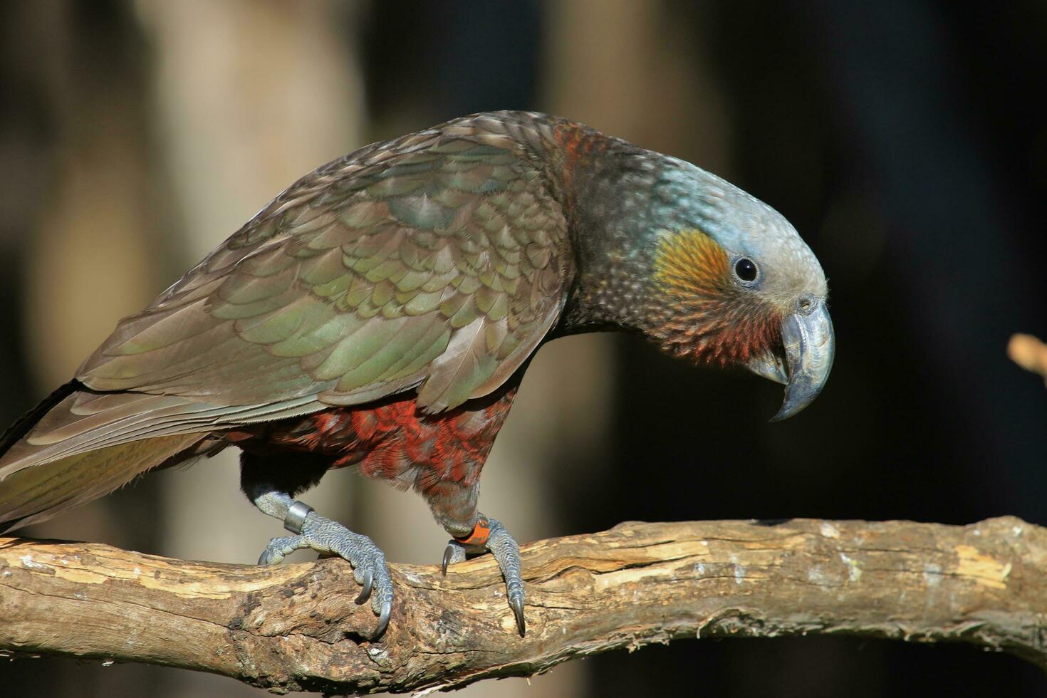 Süd Insel kaka Papagei foto