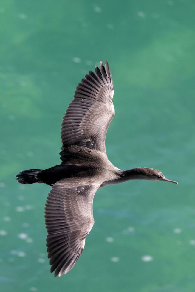 entdeckt Shag im Neu Neuseeland foto