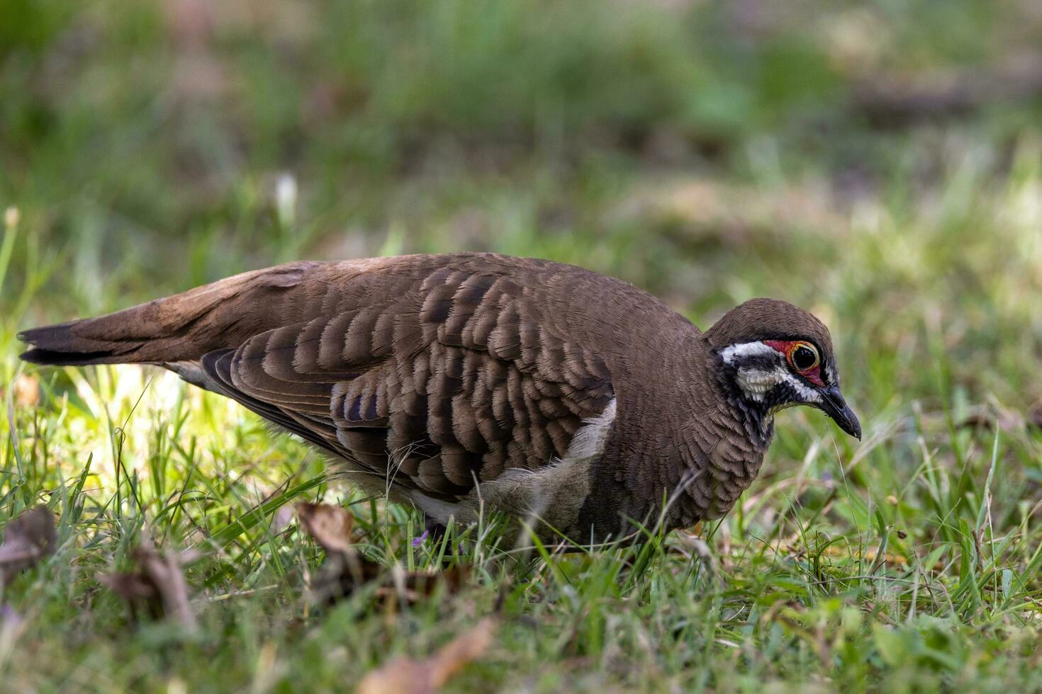 Squatter Taube im Australien foto