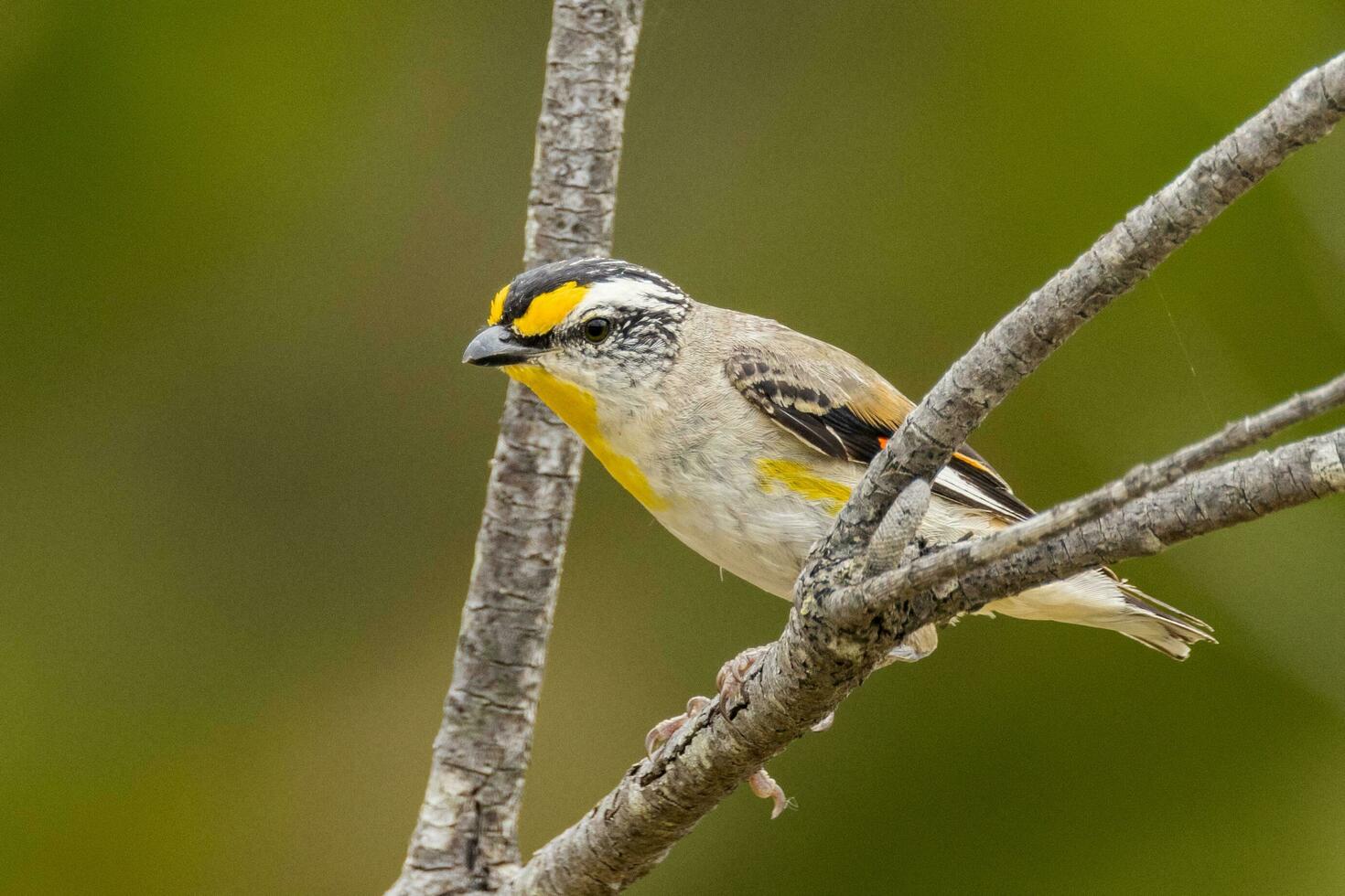 gestreift Pardalote im Australien foto