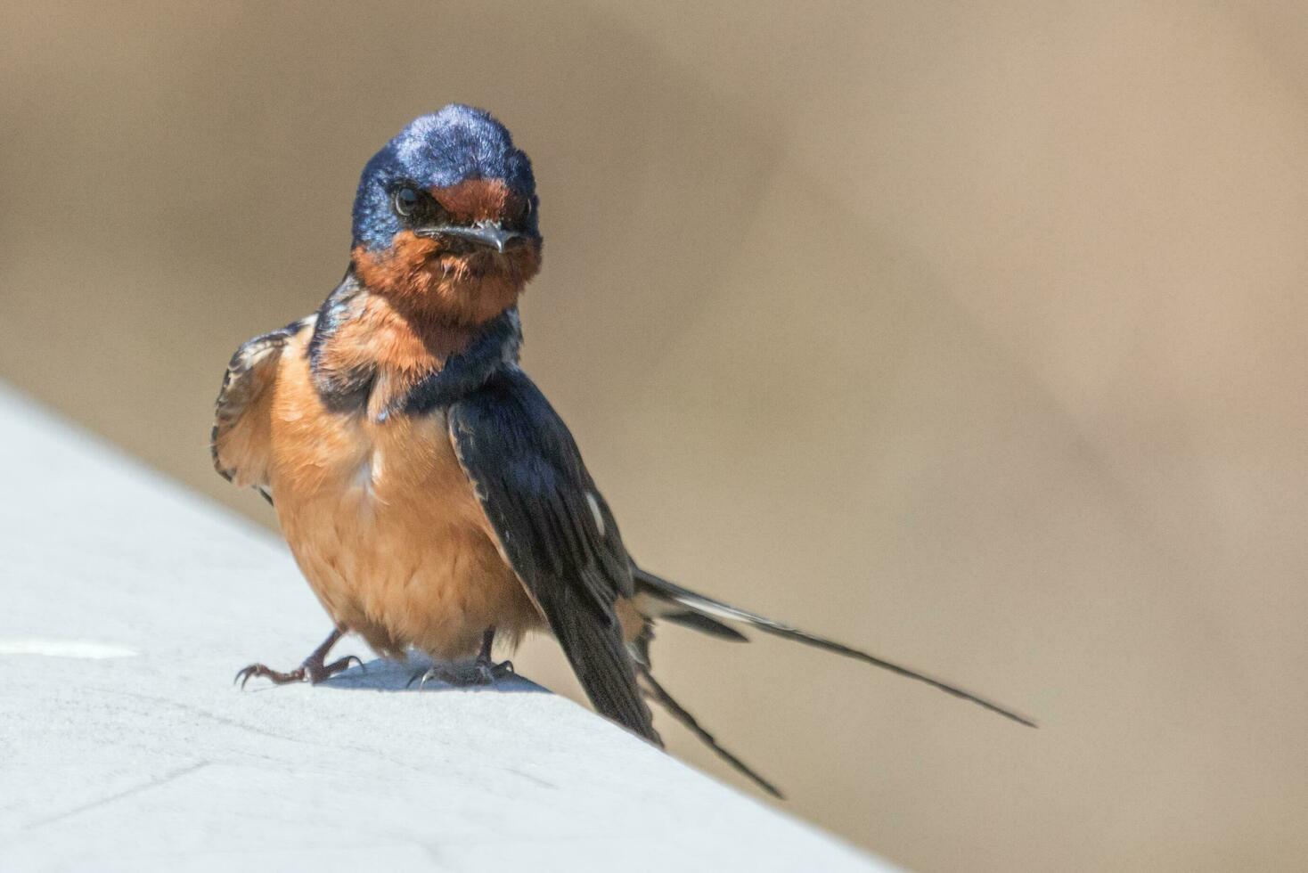 Scheune schlucken Vogel foto