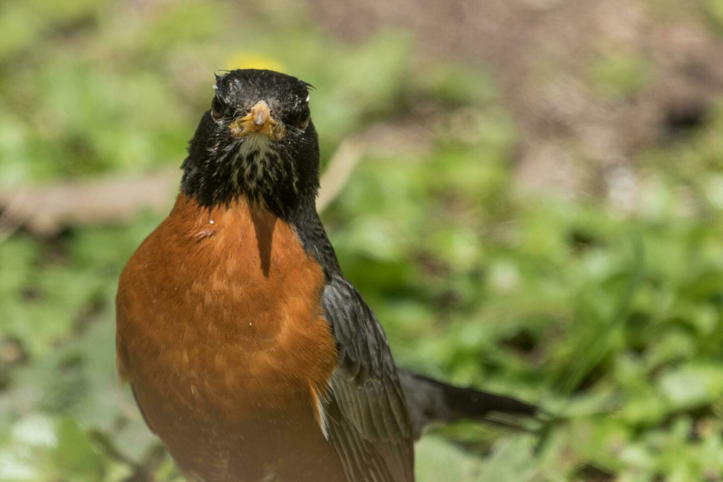 amerikanisch Robin im USA foto