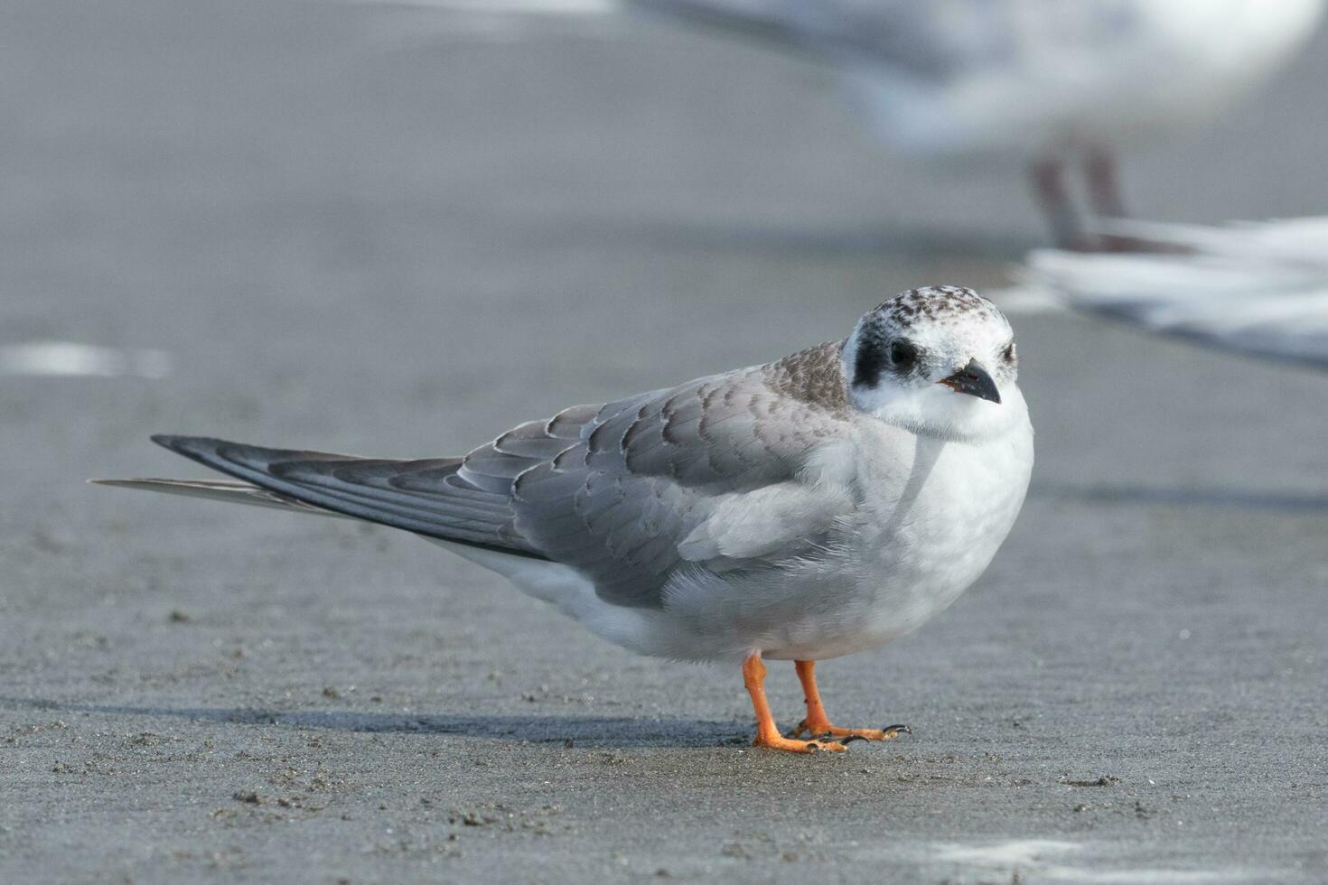 schwarzfrontig Seeschwalbe im Neu Neuseeland foto