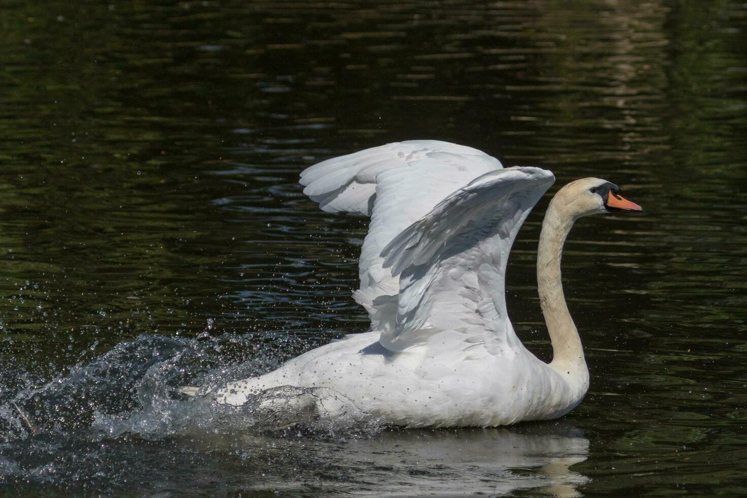 stumm Schwan im England foto