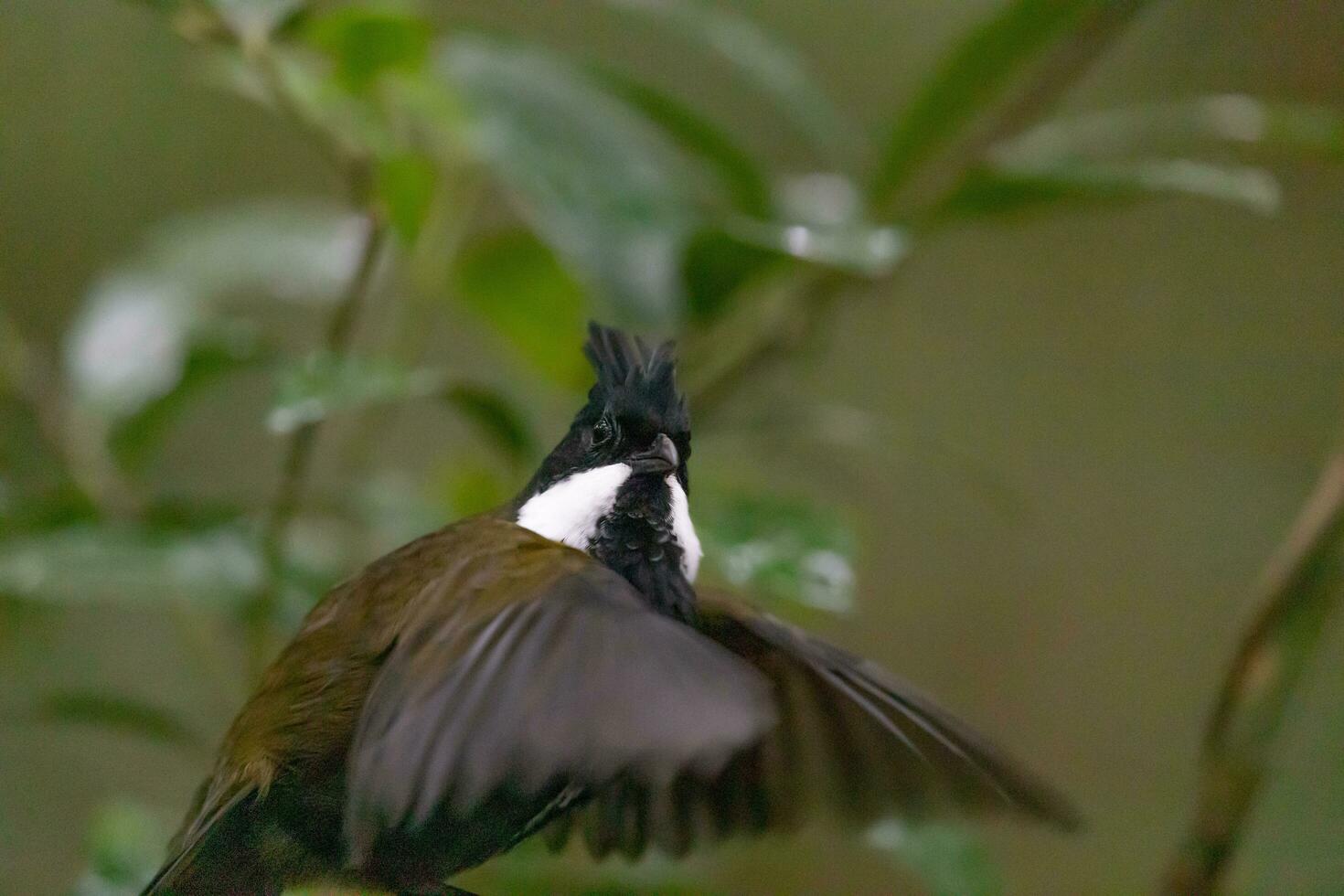 östlichen Peitschenvogel im Australien foto