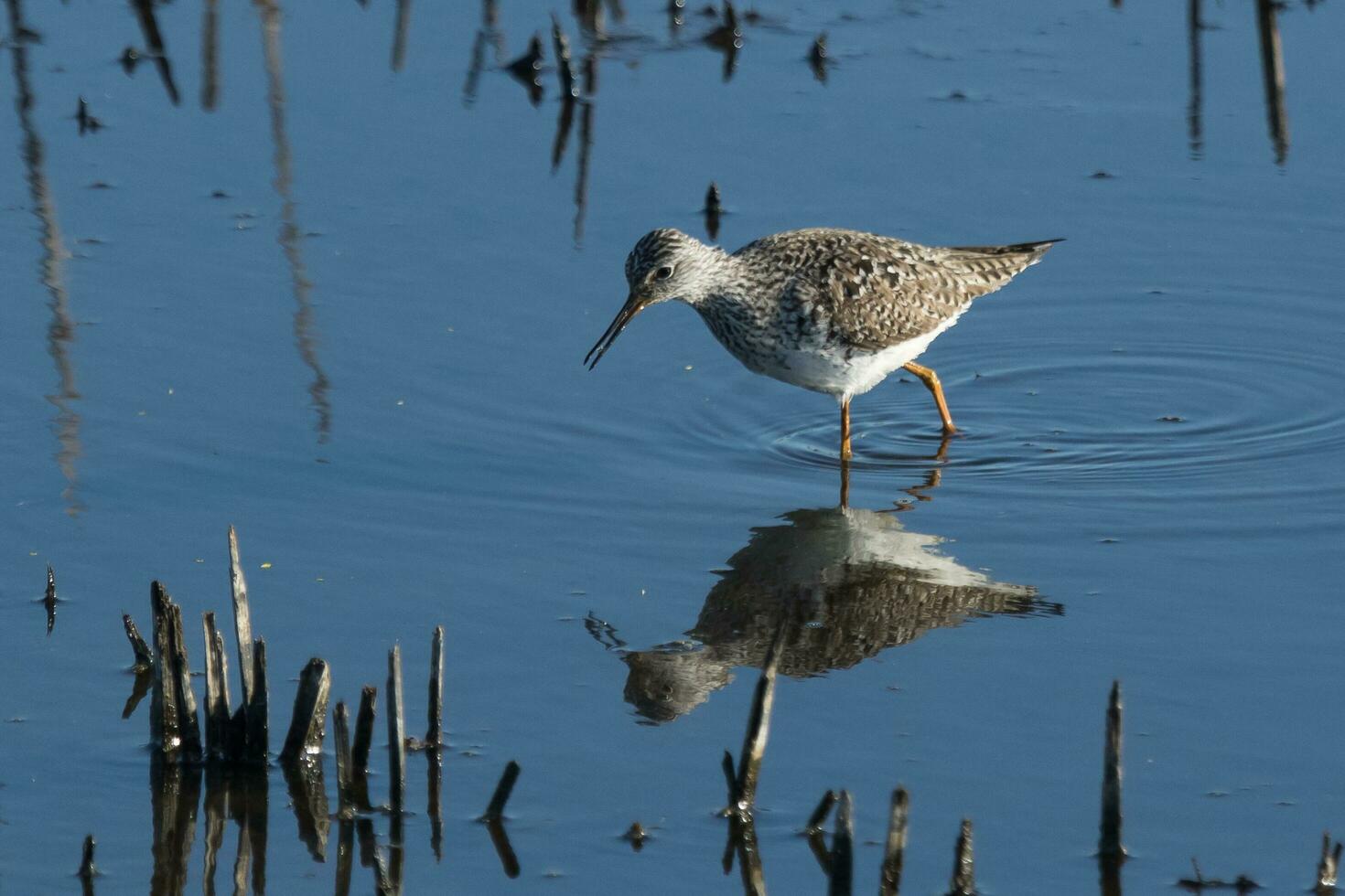 größer gelbe Beine im USA foto