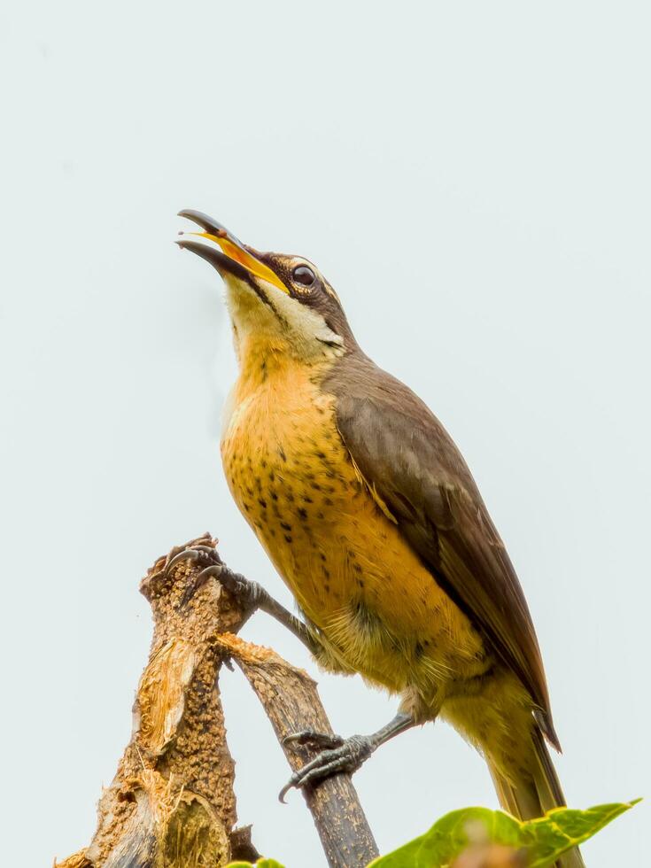 Victorias Gewehrvogel im Australien foto