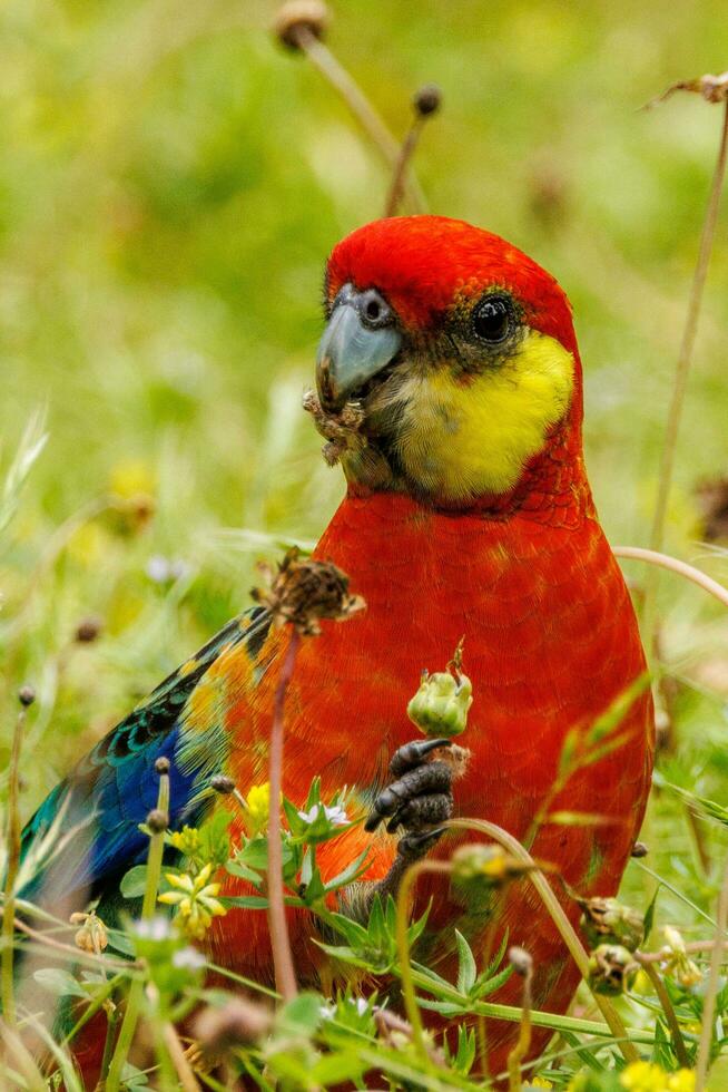 Western Rosella Papagei foto