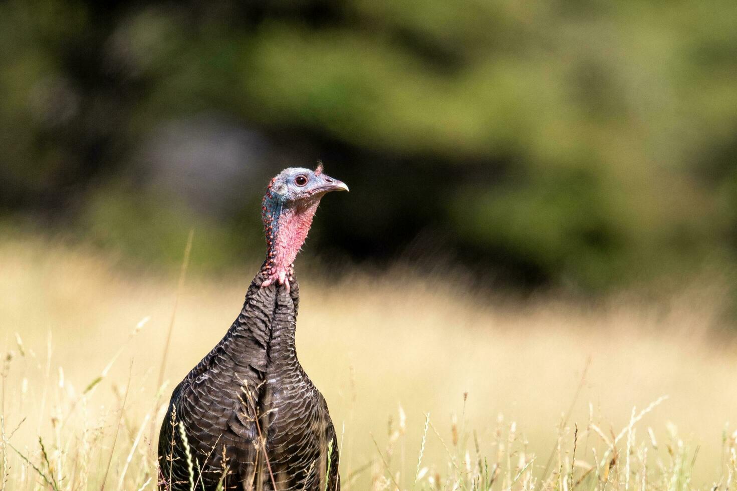 wild Truthahn Vogel foto