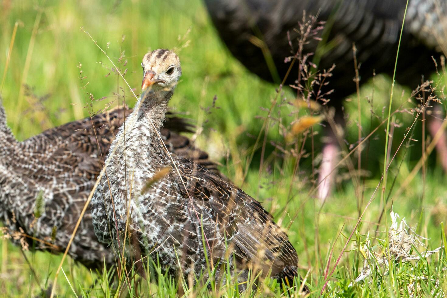 wild Truthahn Vogel foto