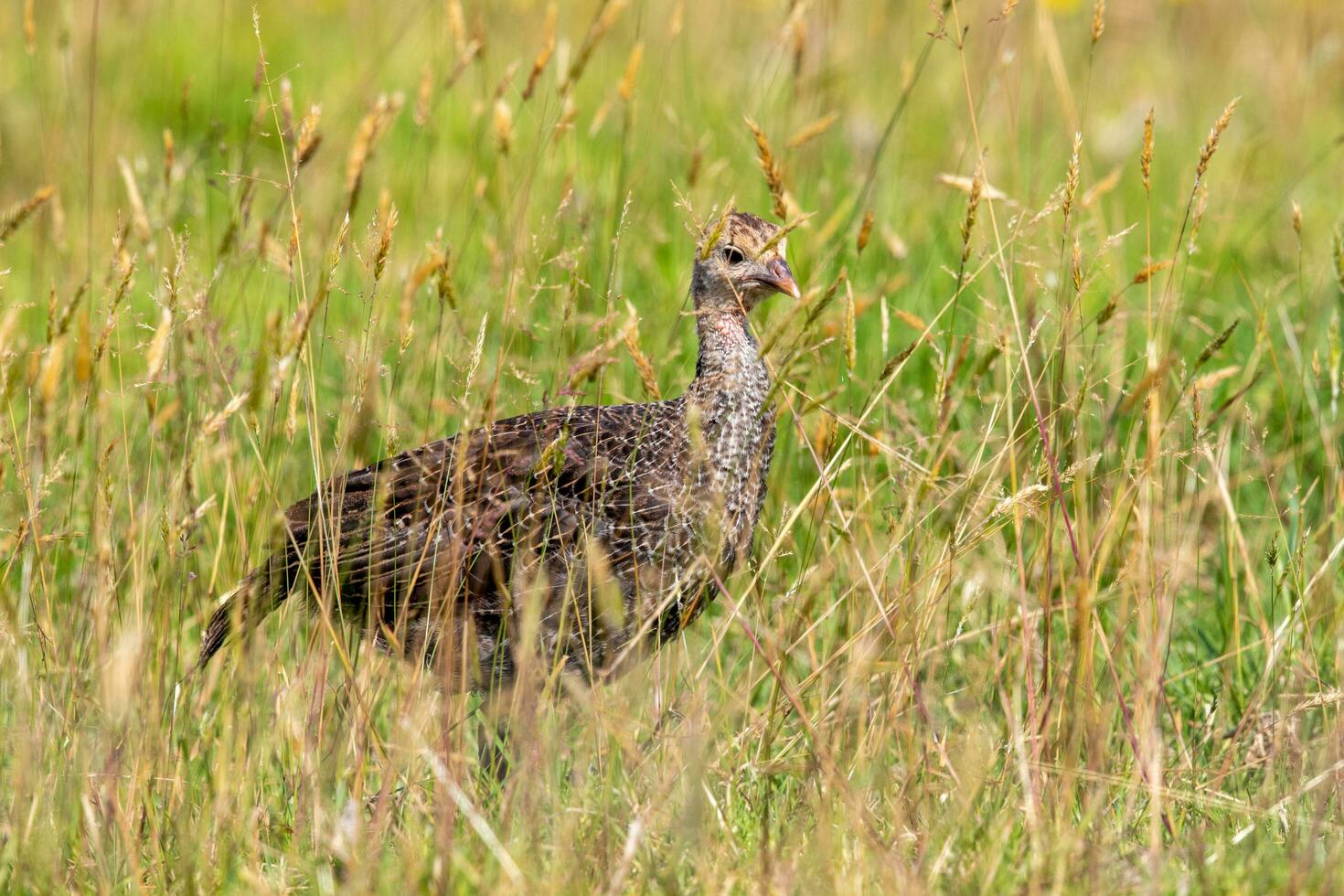 wild Truthahn Vogel foto