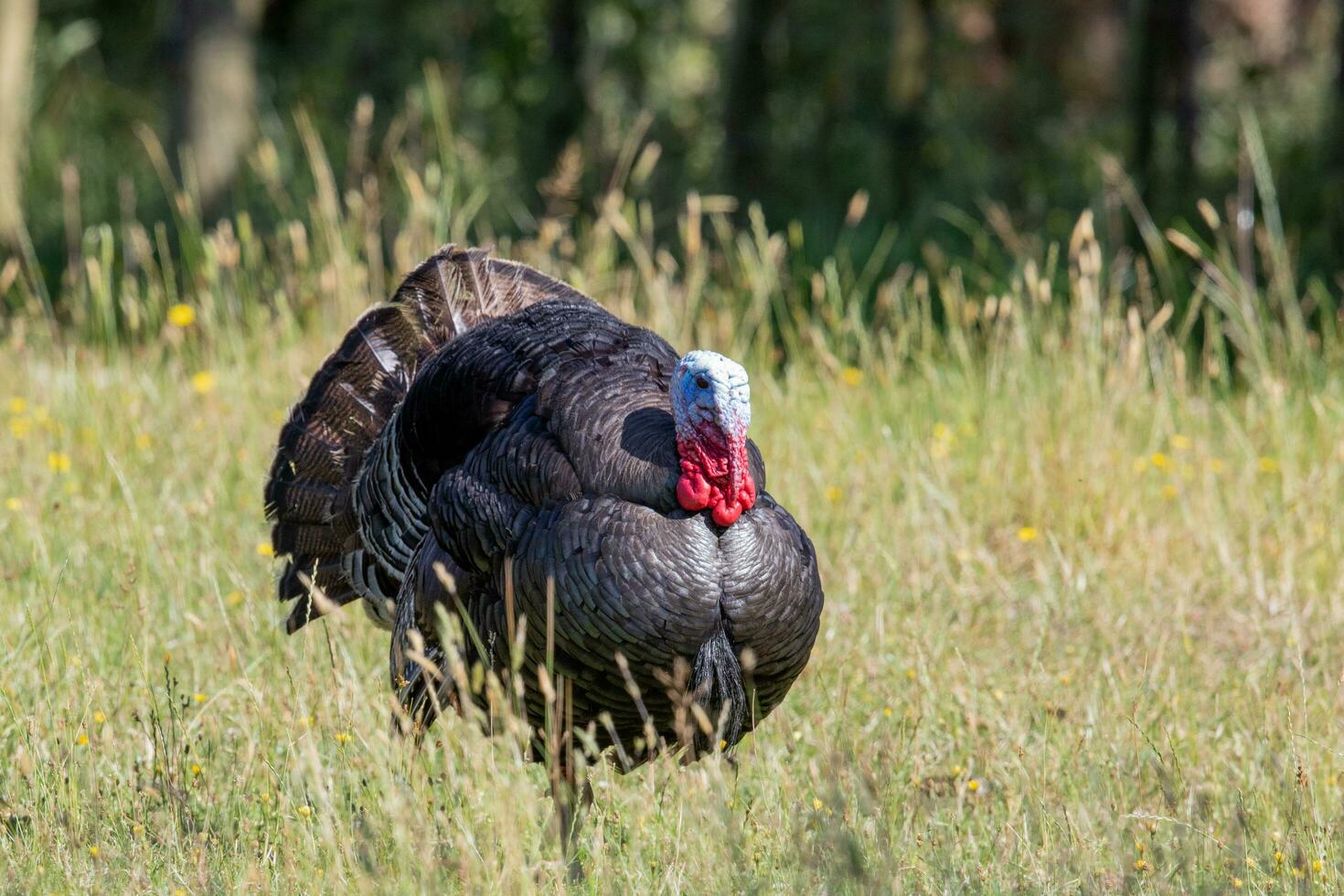 wild Truthahn Vogel foto