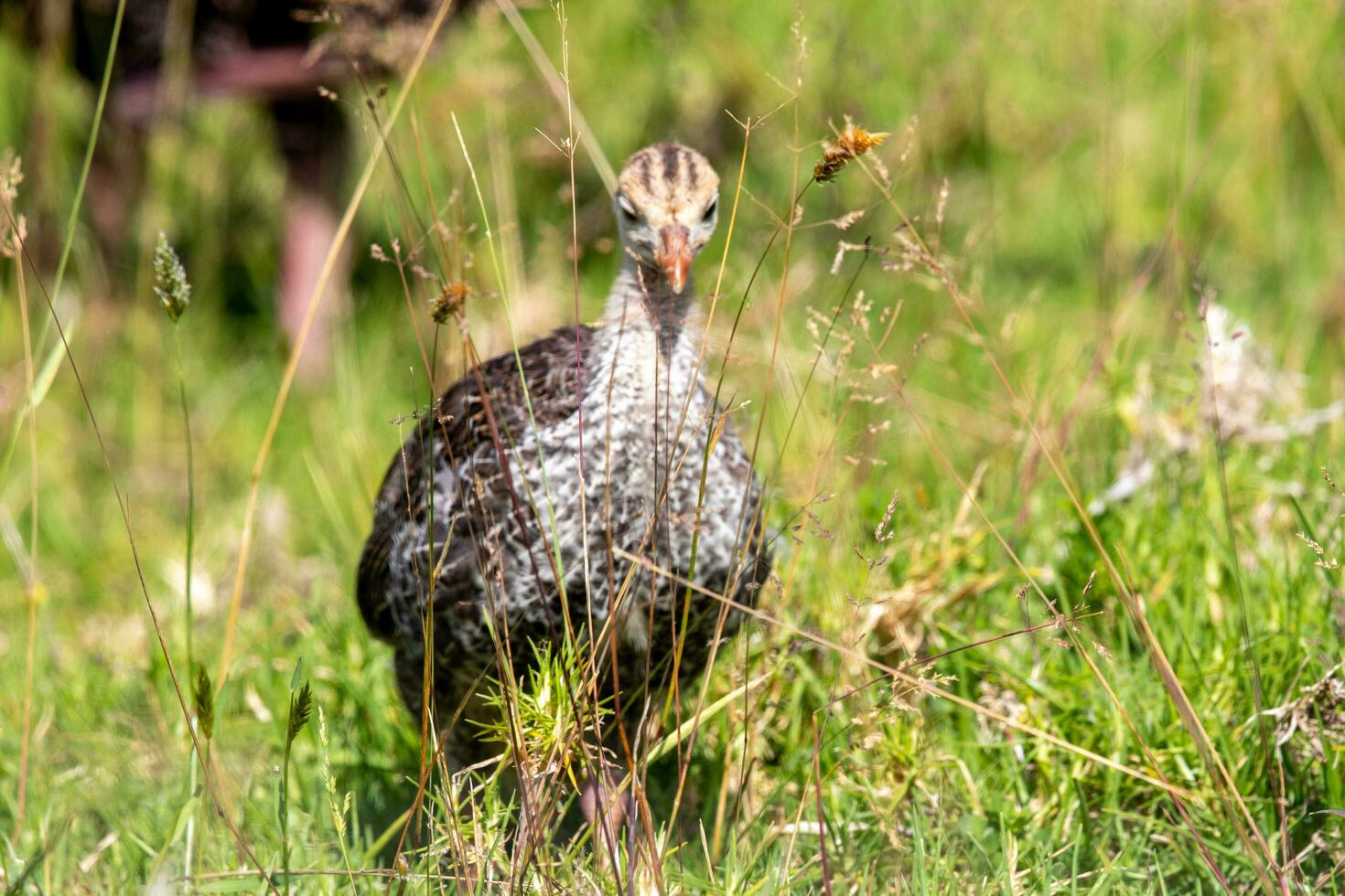 wild Truthahn Vogel foto