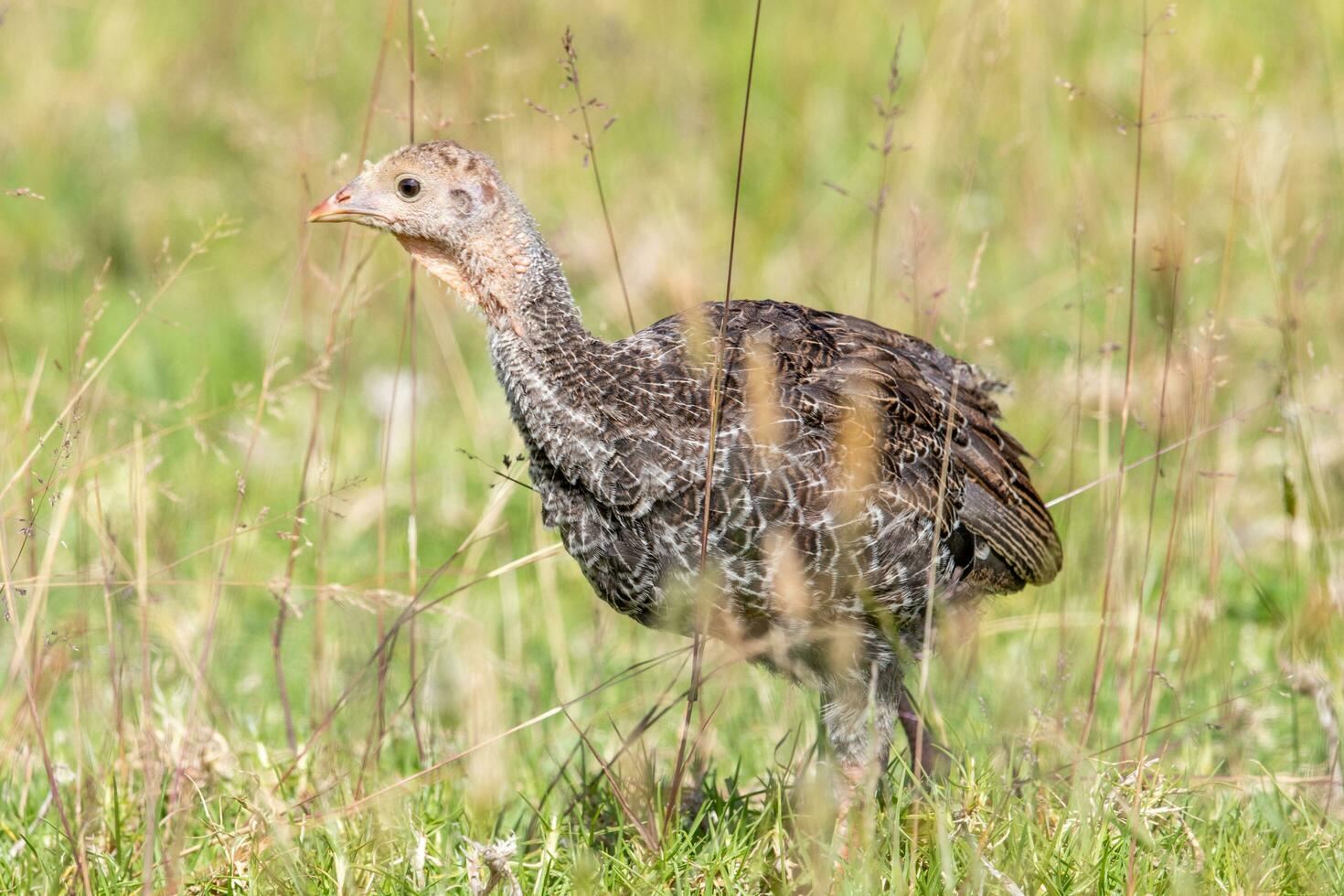 wild Truthahn Vogel foto