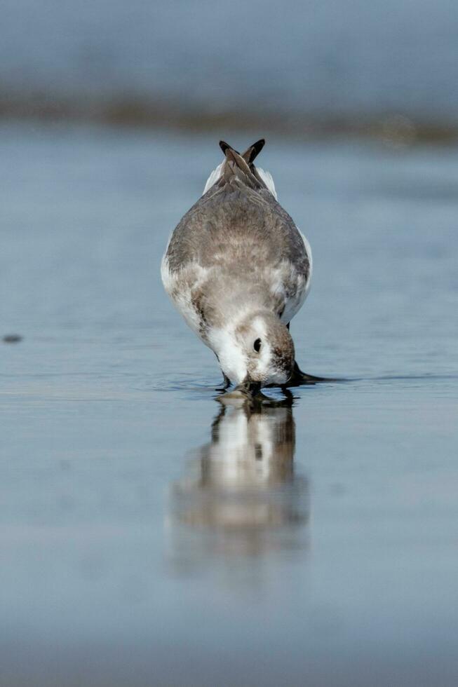 Schieferschnabel endemisch zu Neu Neuseeland foto