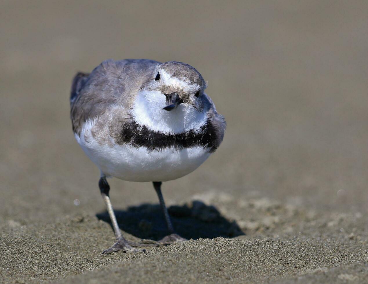 Schieferschnabel endemisch zu Neu Neuseeland foto