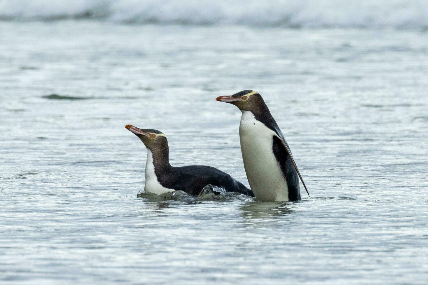 Gelbaugenpinguin in Neuseeland foto