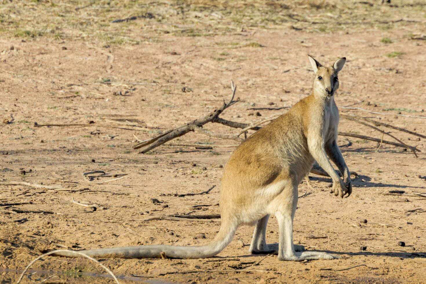 agil Wallaby im Australien foto