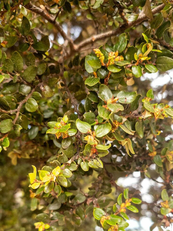 Birke Blätter und Baum foto