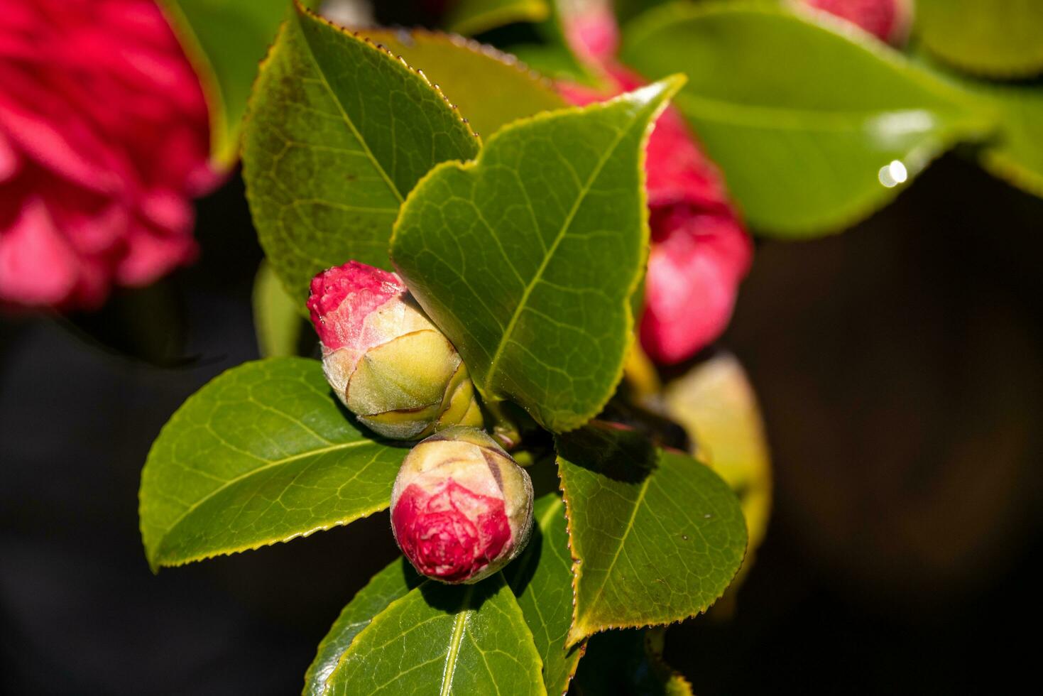 Rosa Kamelie Blumen foto