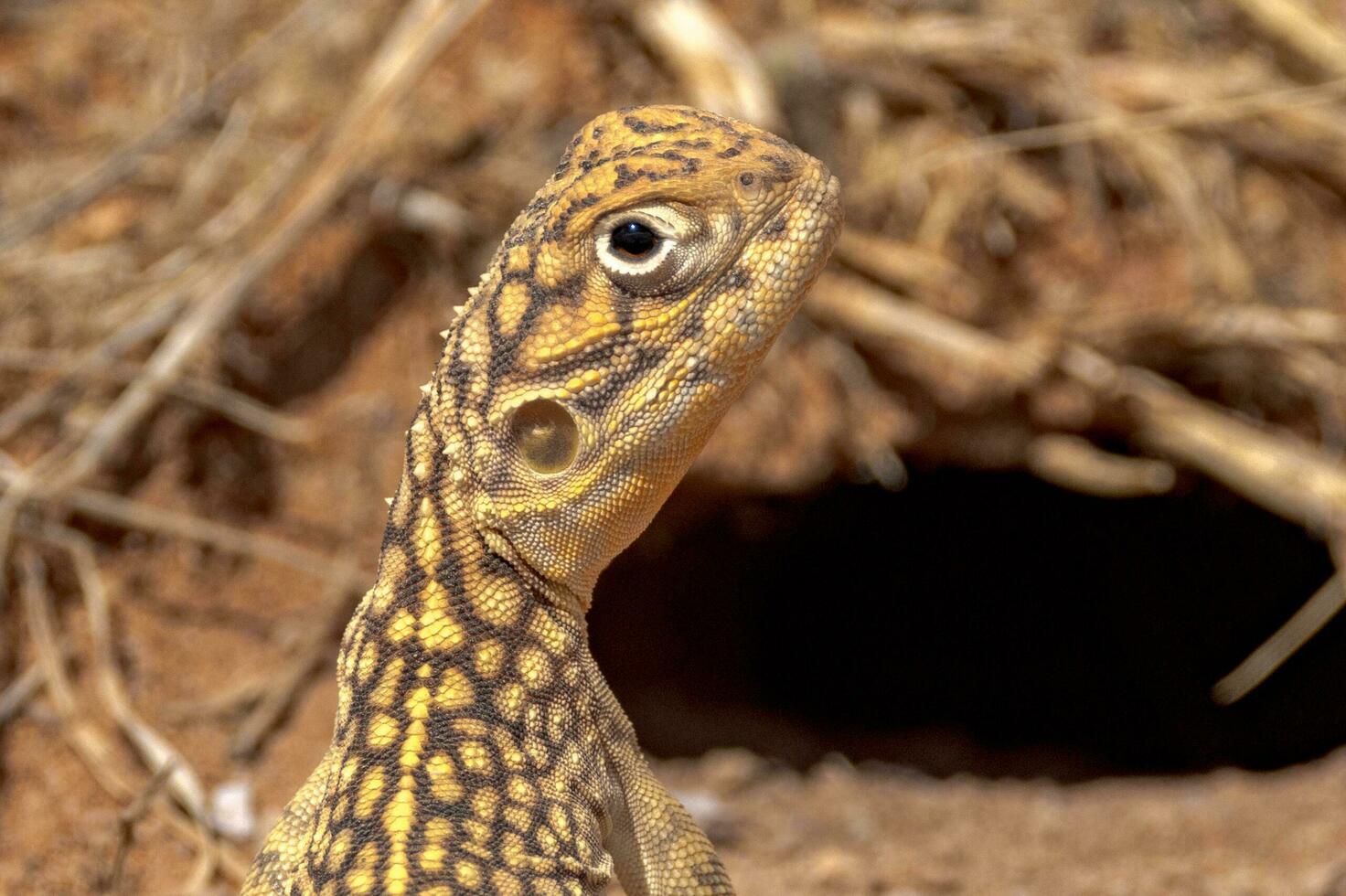 zentral verrechnet Drachen foto