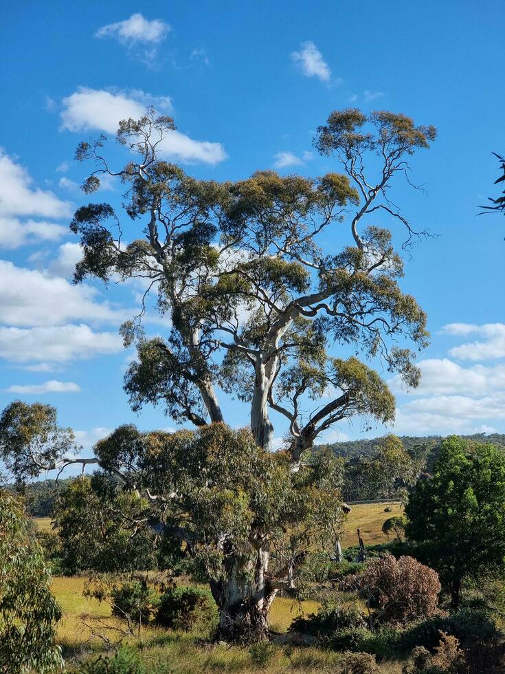 Clarkesdale Vogel Heiligtum foto