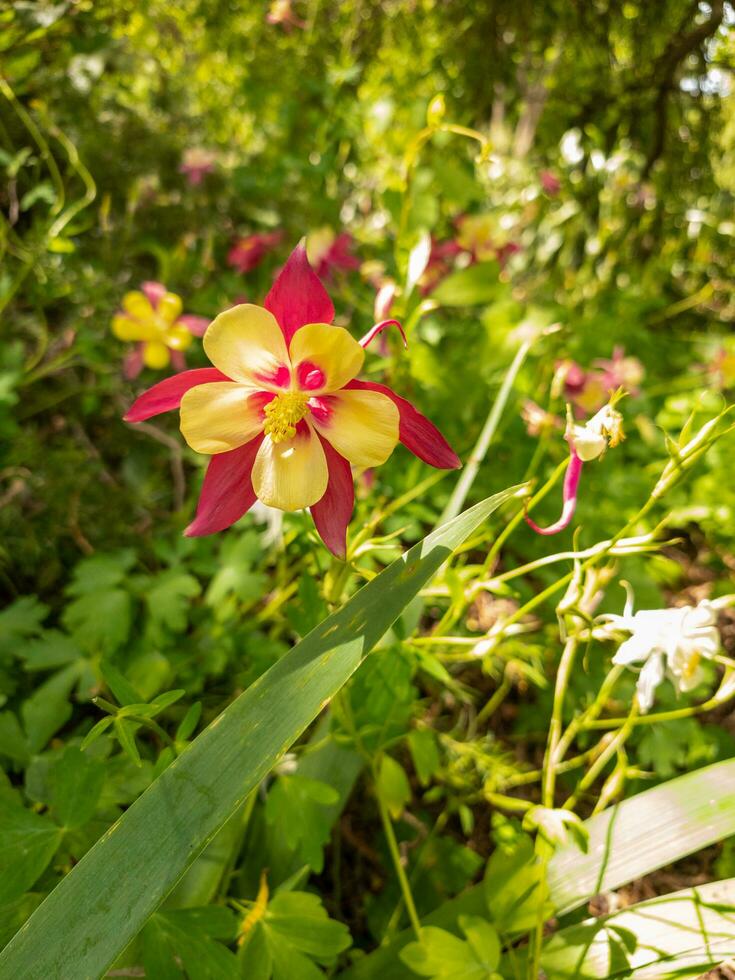 Gelb Akelei Blume foto