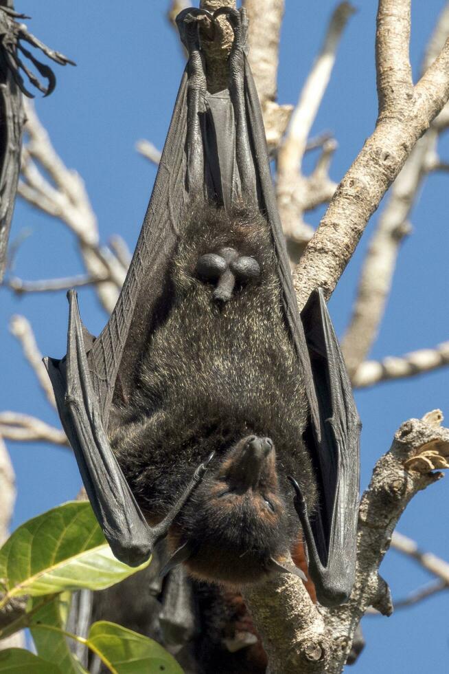 fliegend Fuchs Obst Schläger foto