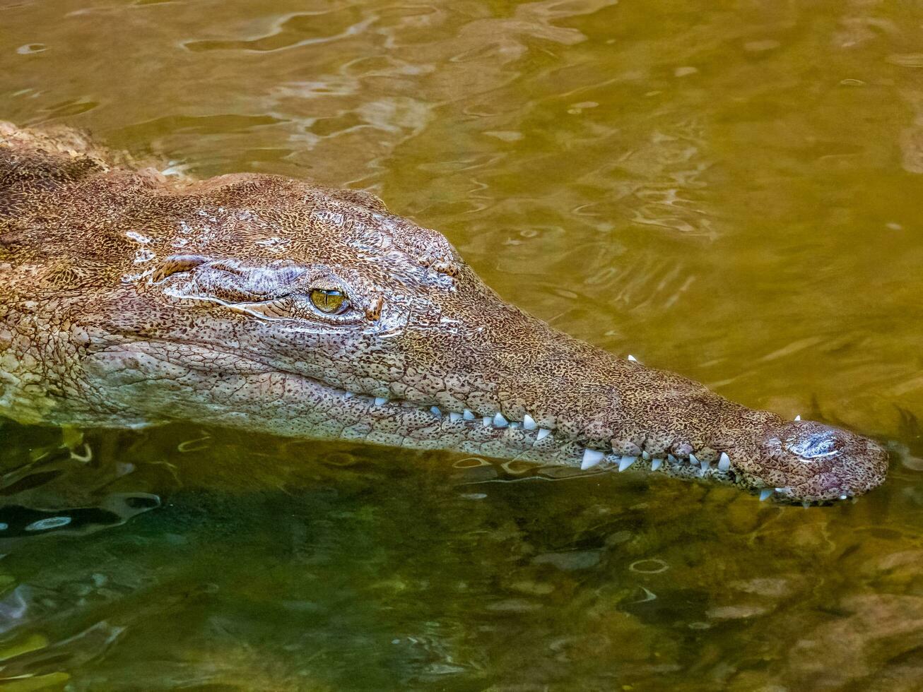 frisches Wasser Krokodil im Australien foto