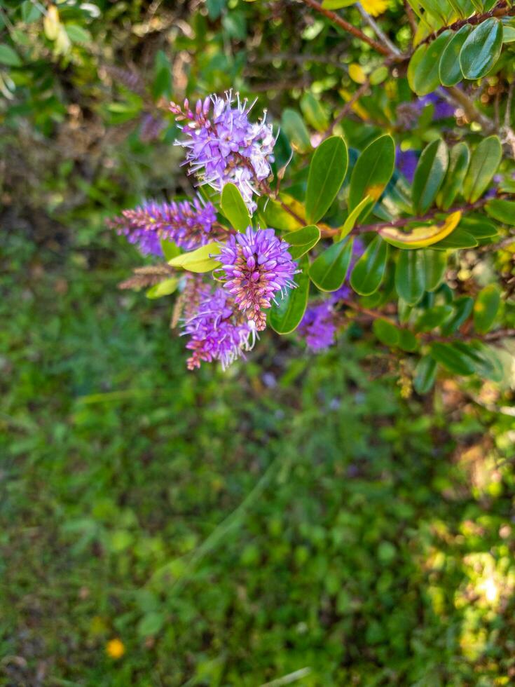 er ist Pflanze und Blume foto