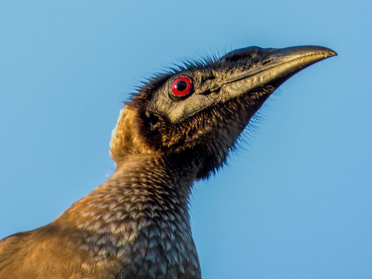 behelmt Mönchsvogel im Australien foto