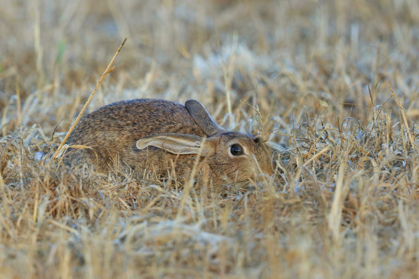 groß europäisch Hase foto