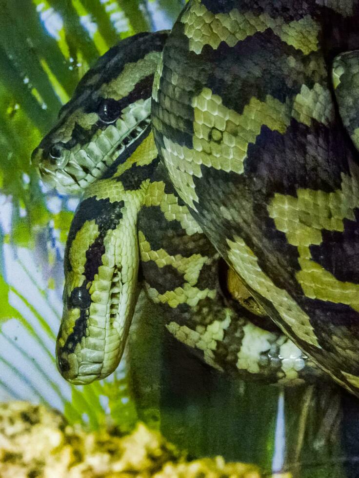 Dschungelteppichpython foto