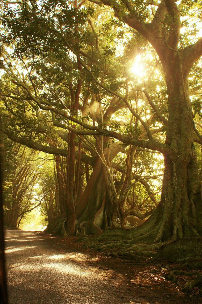Norfolk Insel Landschaft, Australien foto
