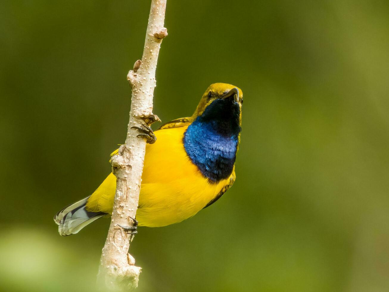 olivgrün Sunbird im Australien foto